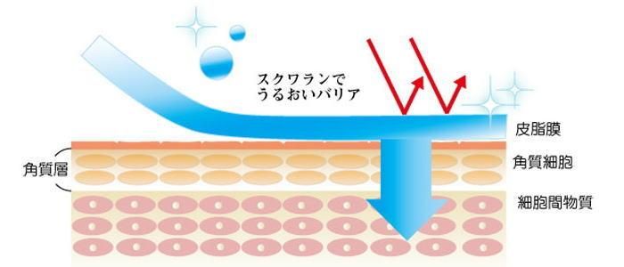 スクワランのお話