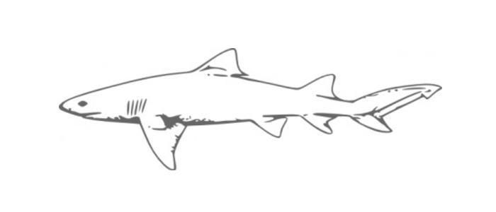 アイザメってどんな鮫